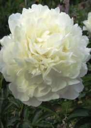 Півонія Marie Lemoine