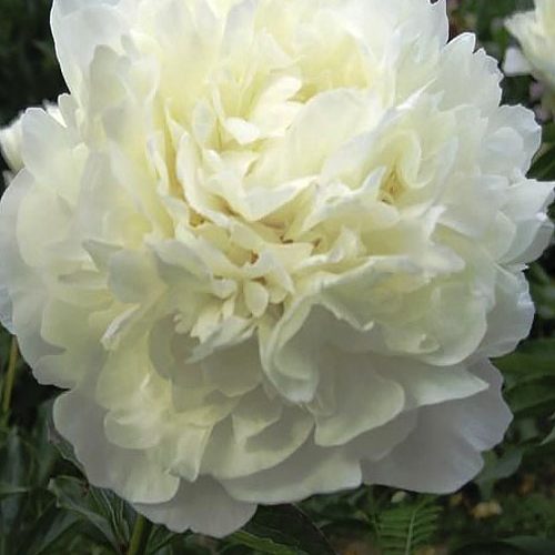 Півонія Marie Lemoine