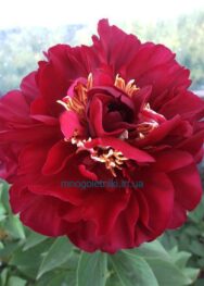 Півонія Old Faithful