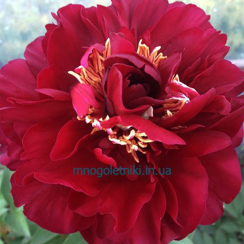 Півонія Old Faithful