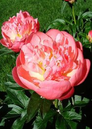 Півонія Pink hawaiian coral...