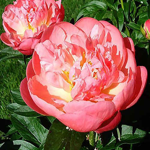 Півонія Pink hawaiian coral...