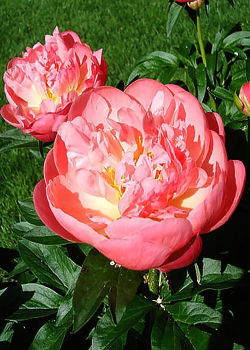 Півонія Pink hawaiian coral...