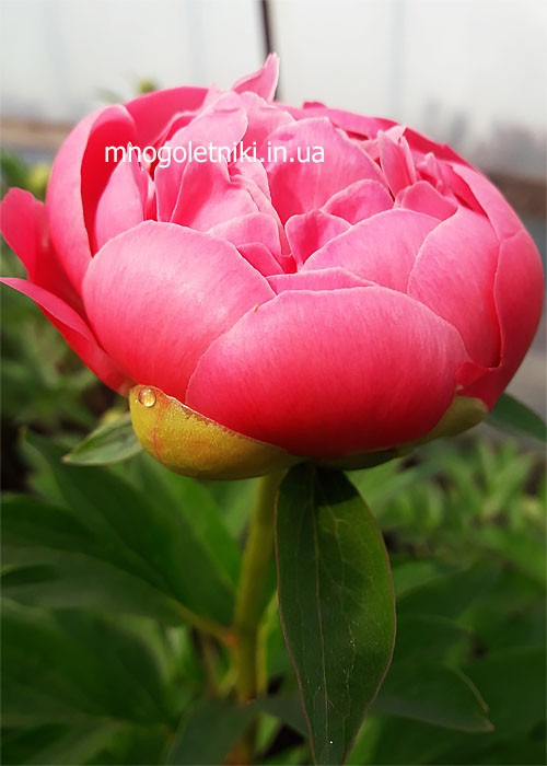 Півонія Pink hawaiian coral..