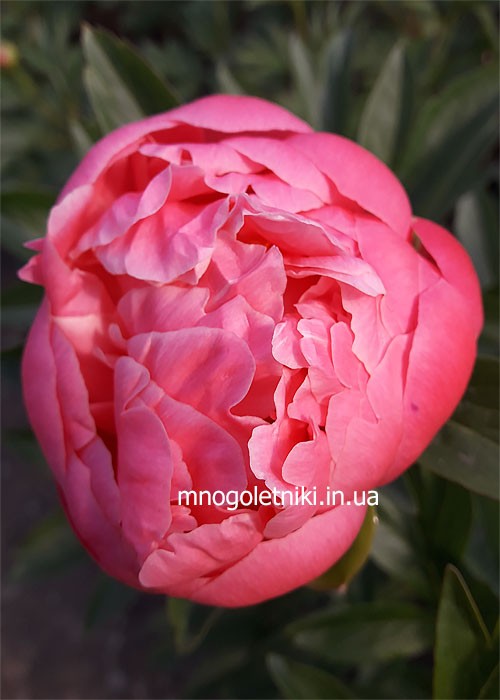 Півонія Pink hawaiian coral - Зображення 3