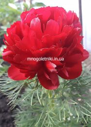 Півонія Plena