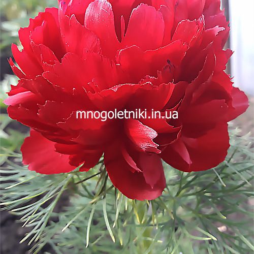 Півонія Plena