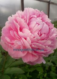 Півонія Sarah Bernhardt