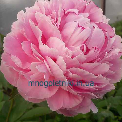 Півонія Sarah Bernhardt