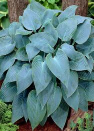 Хоста Canadian Blue