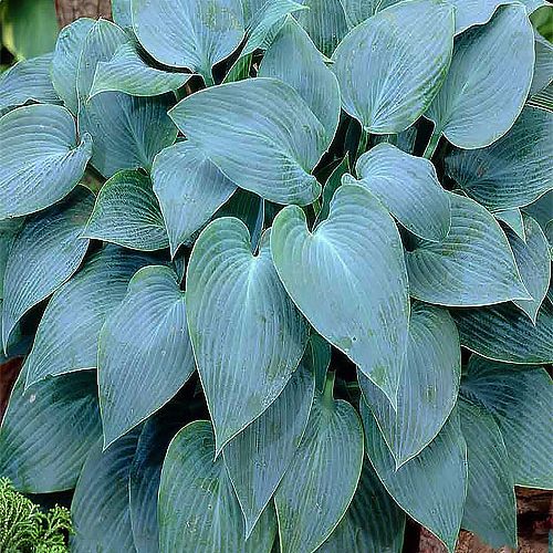 Хоста Canadian Blue