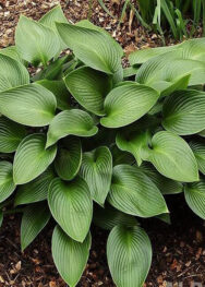 Хоста Devon green