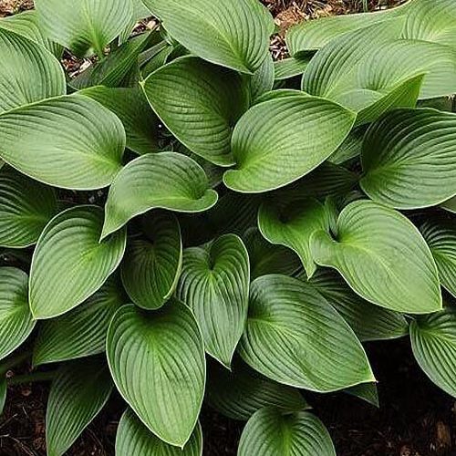 Хоста Devon green