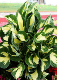 Хоста Сolored_hulk