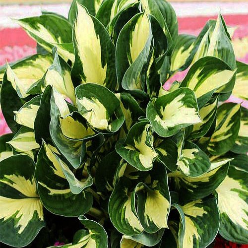 Хоста Сolored_hulk