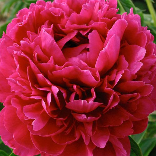 Півонія Paul m. wild