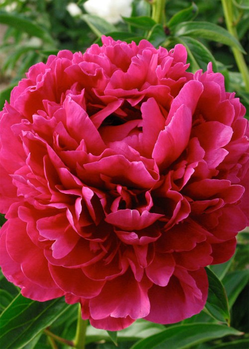 Півонія Paul m. wild