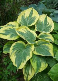 Хоста Broadway