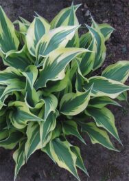 Хоста Bright Star.