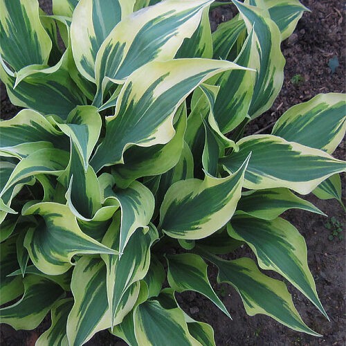 Хоста Bright Star.