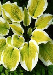 Хоста Delta Dawn