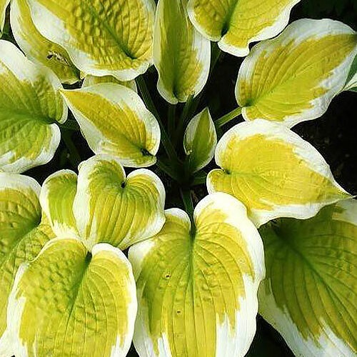 Хоста Delta Dawn