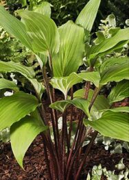 Хоста Red Oktober