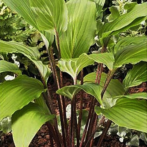 Хоста Red Oktober