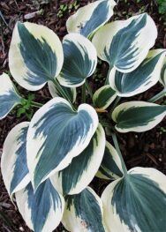 Хоста Blue Ivory..