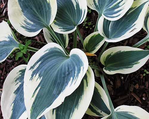 Хоста Blue Ivory..