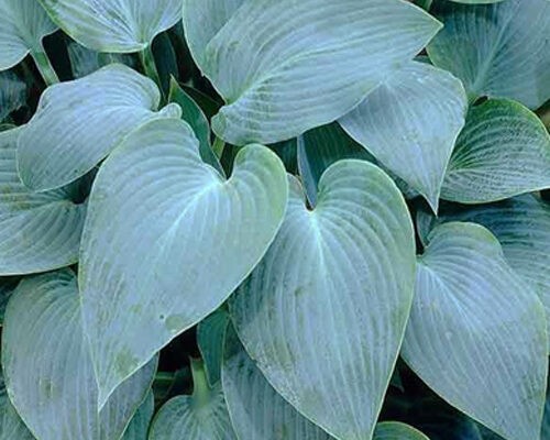 Хоста Canadian Blue