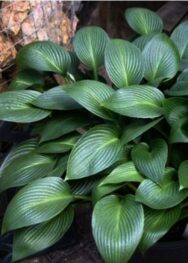 Хоста Devon-Grin