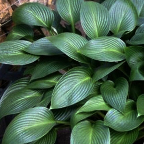 Хоста Devon-Grin