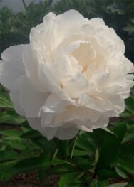 Півонія-Henry-Sass