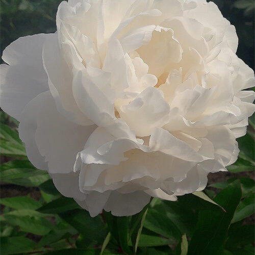 Півонія-Henry-Sass