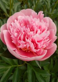 Півонія-Etched-Salmon.