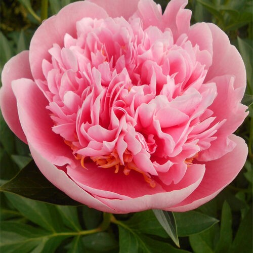 Півонія-Etched-Salmon.