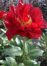 Півонія Machinac Grand