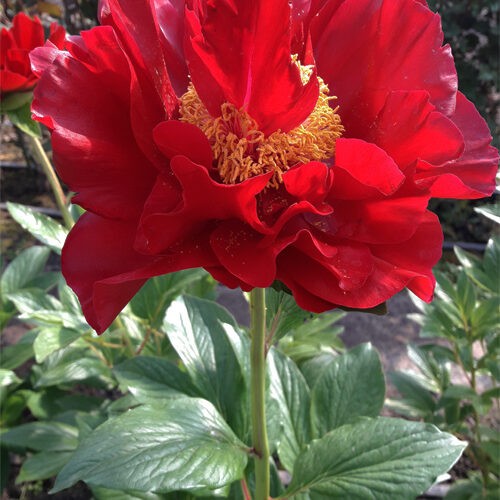 Півонія Machinac Grand