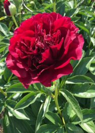 Півонія Ole Faithful