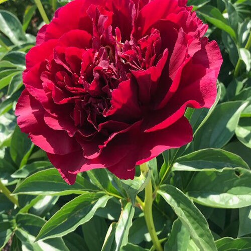 Півонія Ole Faithful