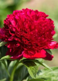 Півонія Red Charm