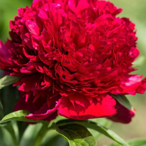 Півонія Red Charm