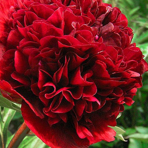 Півонія Red Grace
