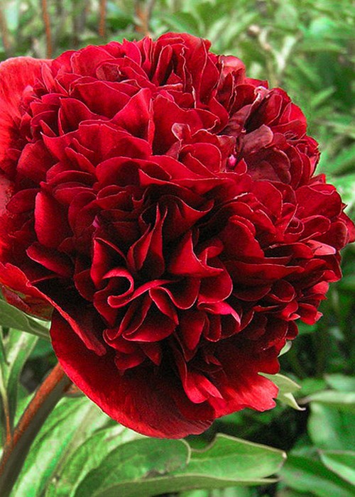 Півонія Red Grace