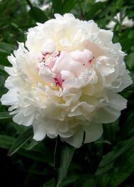 festiva maxima paeonia