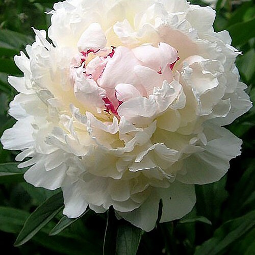 festiva maxima paeonia