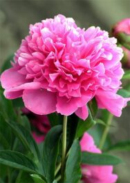 Півонія Amabilis..