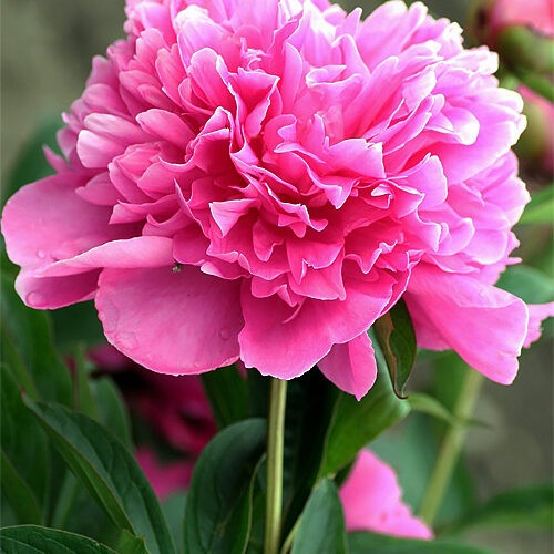 Півонія Amabilis..