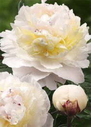 Півонія Avalanche.